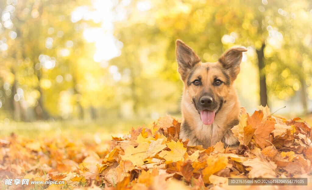 秋日落叶中的可爱柯基犬