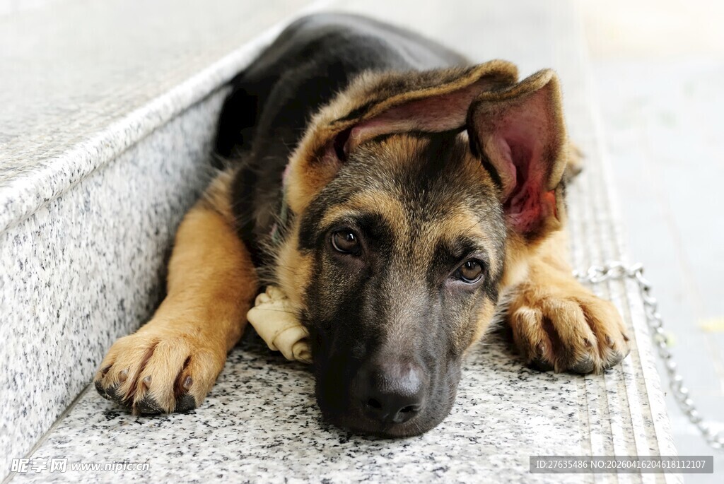 趴着的德国牧羊犬