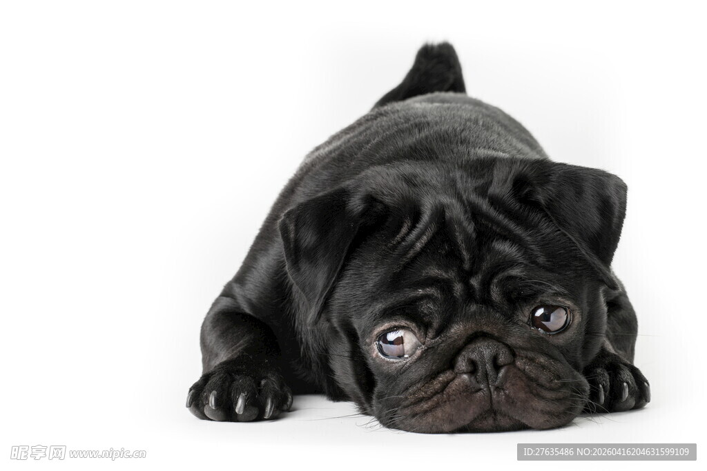 趴着的黑色巴哥犬