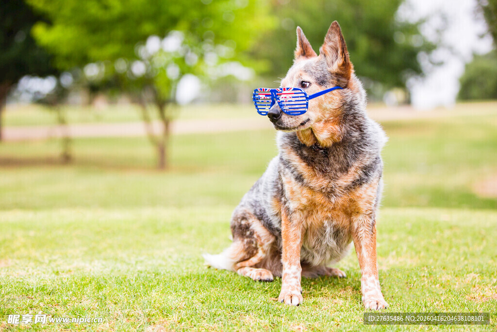 戴护目镜的帅气狗狗