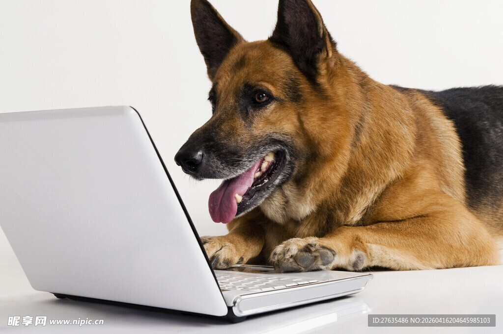 德牧趴在笔记本电脑旁