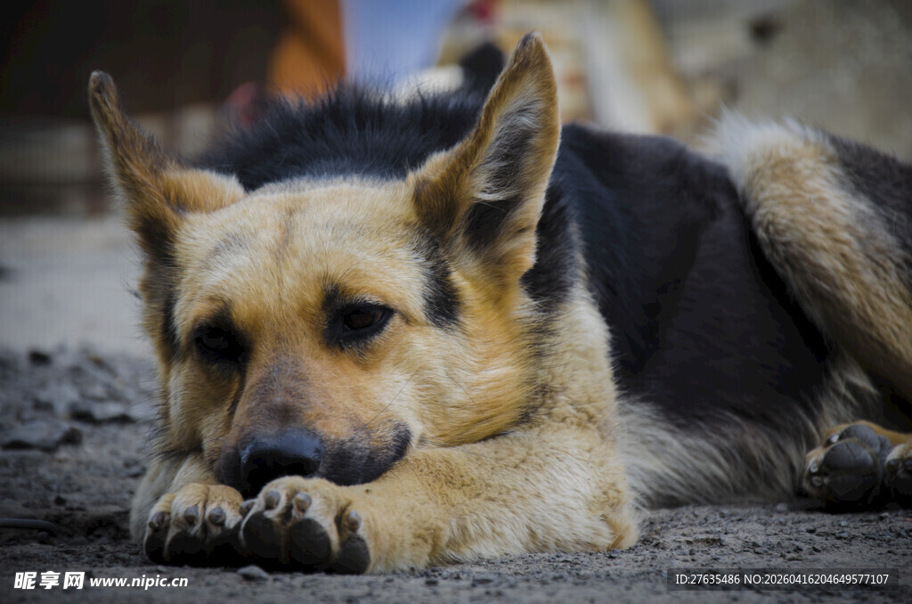 趴着休息的德国牧羊犬
