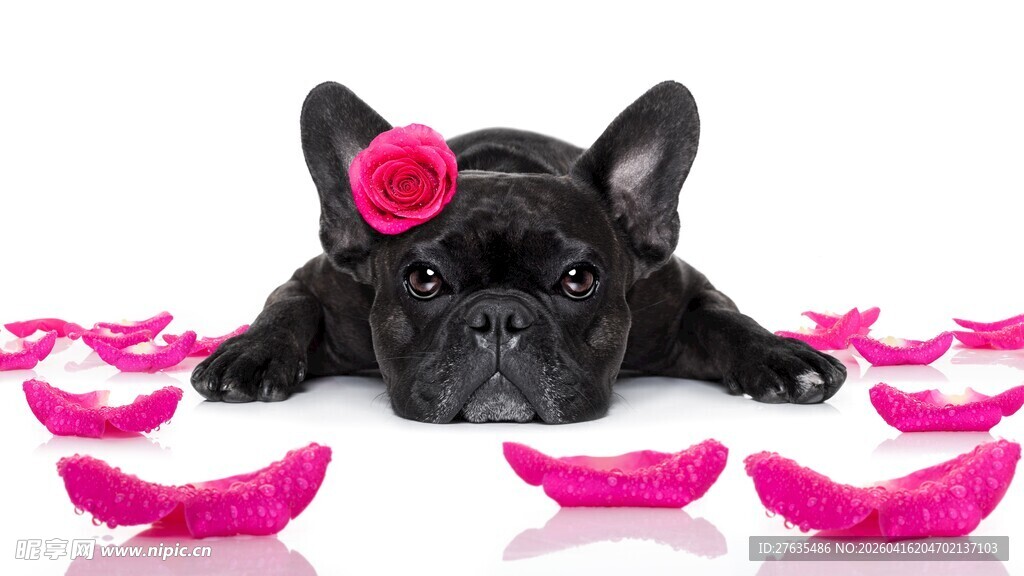 法斗犬与粉色蝴蝶结玩具