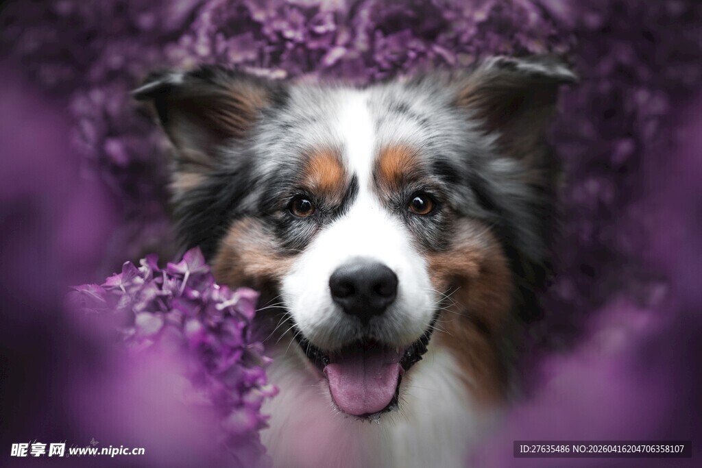 紫花丛中的喜乐犬