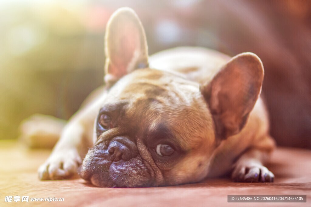 趴着的可爱法国斗牛犬