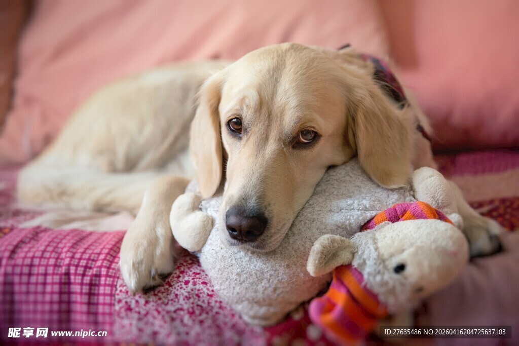 金毛犬抱着玩偶慵懒躺卧