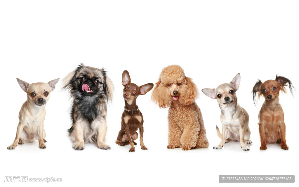 可爱多样的五只萌态小狗