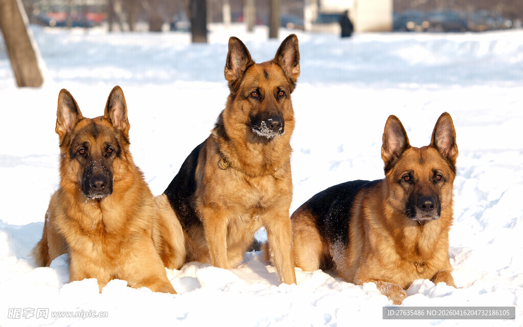 三只德国牧羊犬雪地休憩