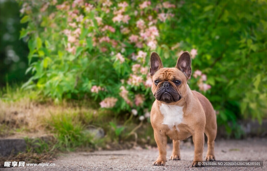 可爱法斗漫步于花丛小径