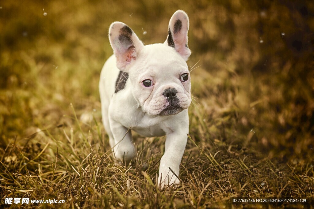 草地上奔跑的可爱法斗