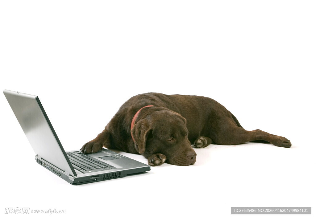 趴着的狗狗与笔记本电脑