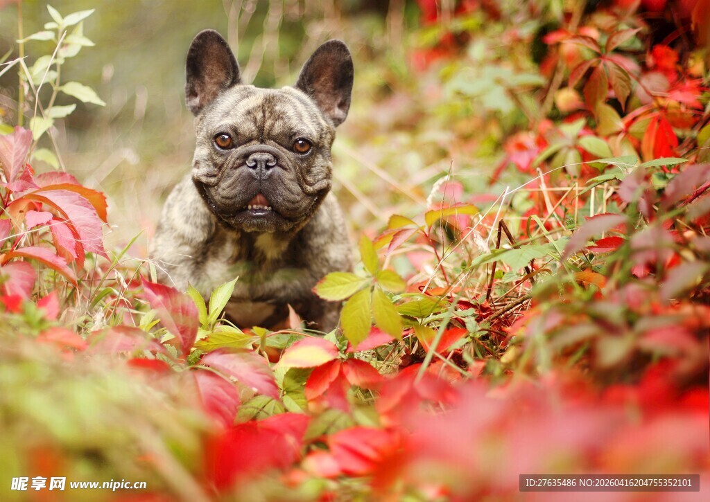 花丛中的法国斗牛犬