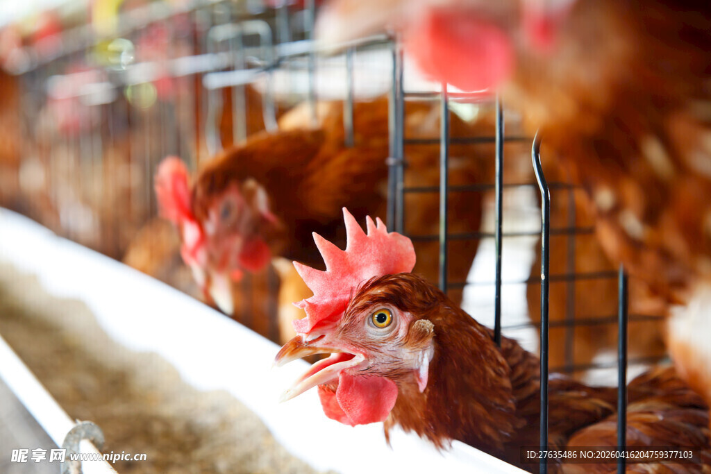 鸡舍内的鸡群进食场景
