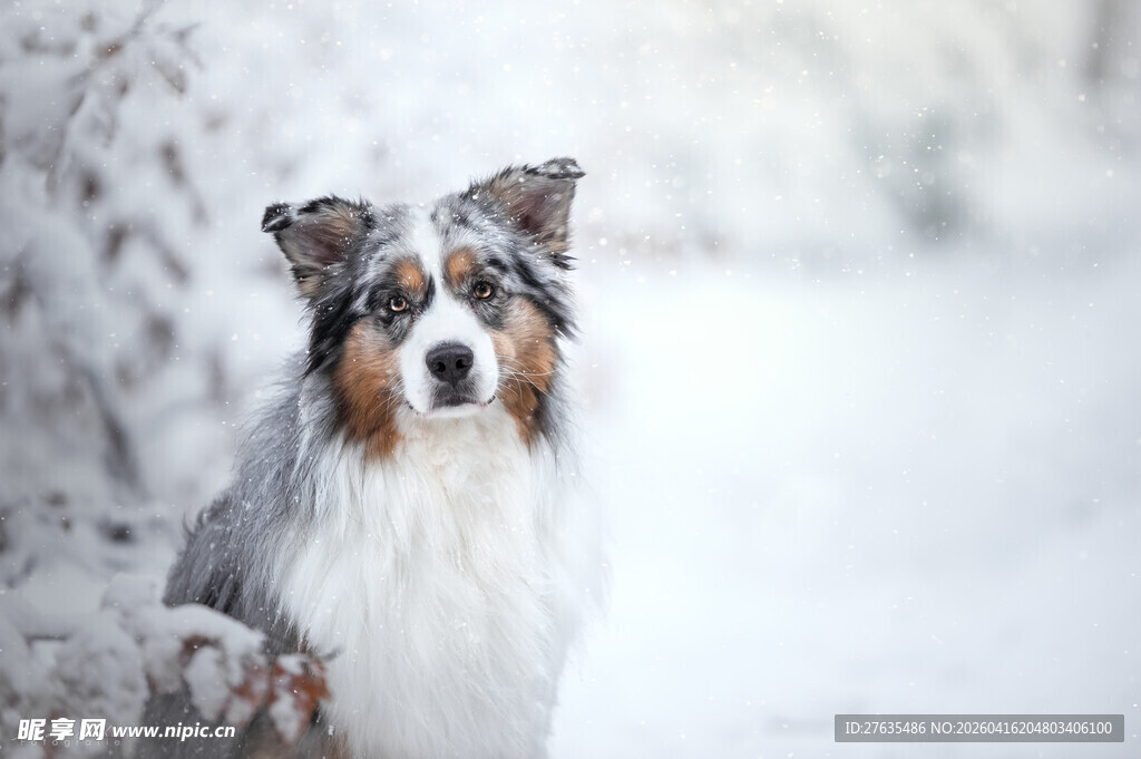雪地中的三色牧羊犬