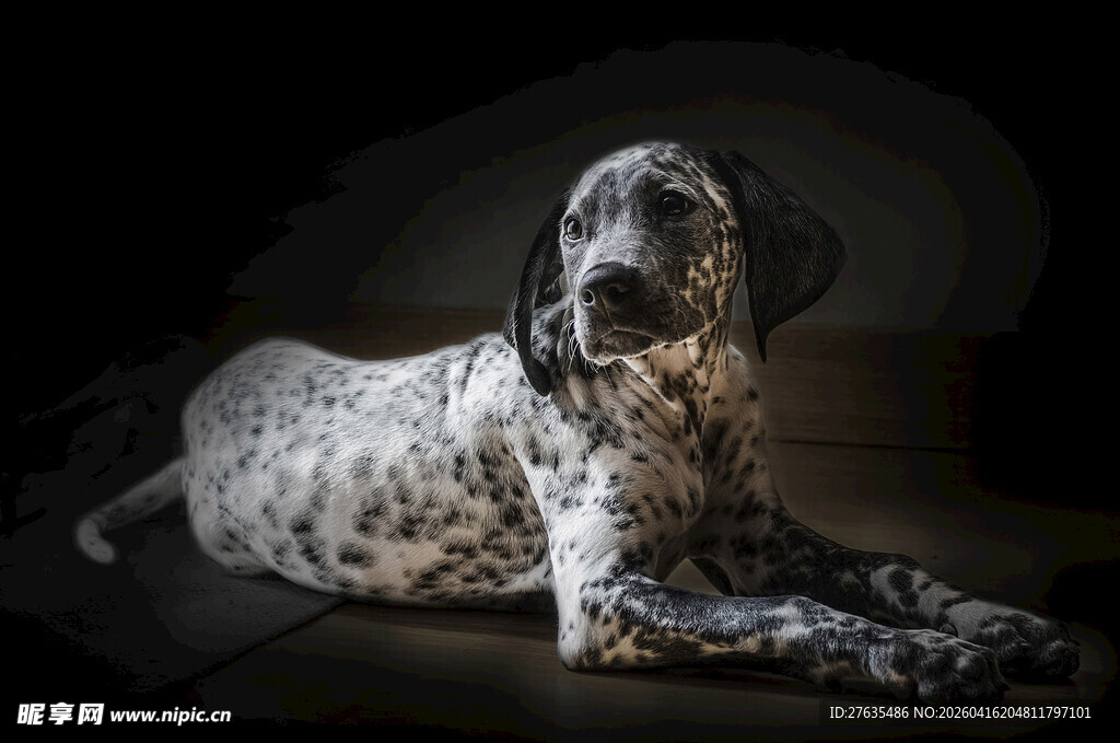 斑点大狗安静趴卧