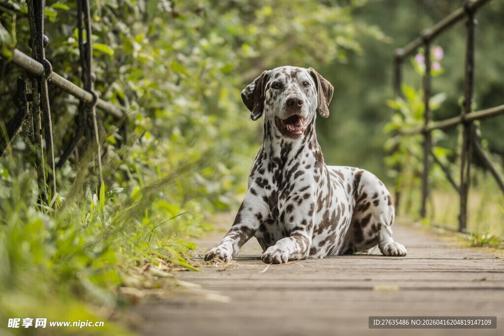 斑点犬于林间小径休憩