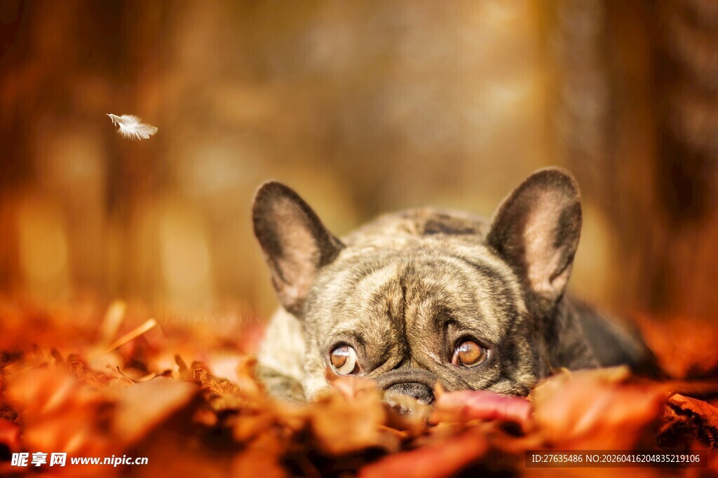 秋日萌犬卧于红叶之中