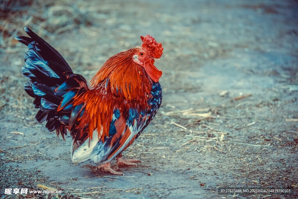 色彩艳丽的公鸡