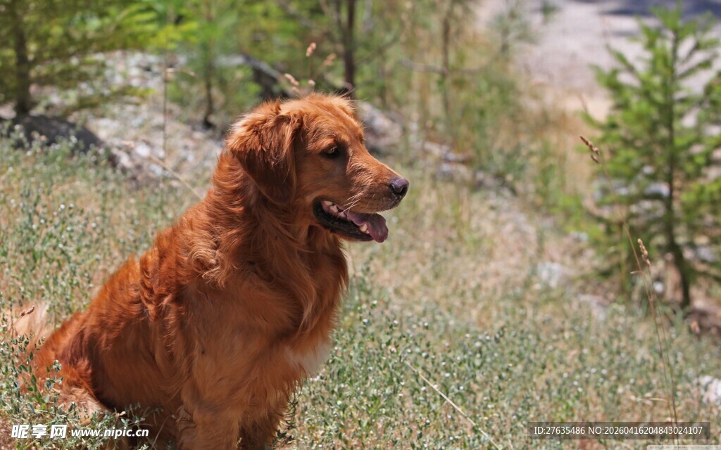 户外的金毛犬