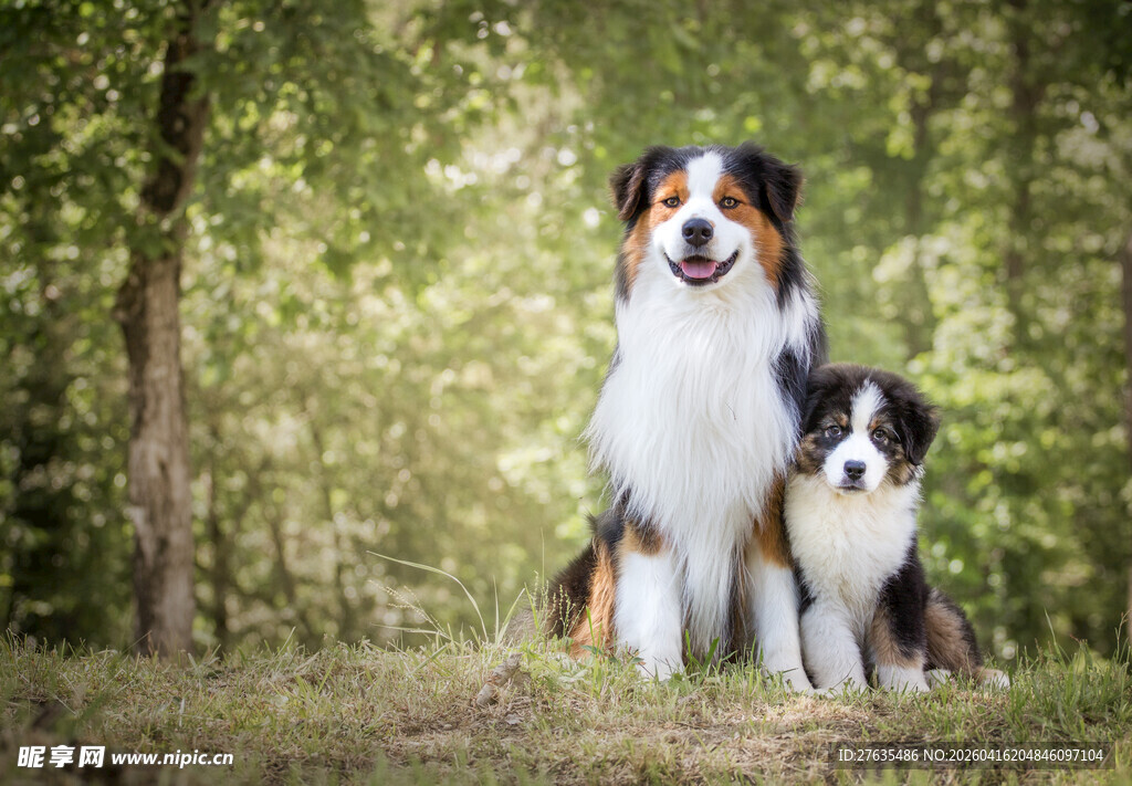 树林中可爱的大小两只边牧