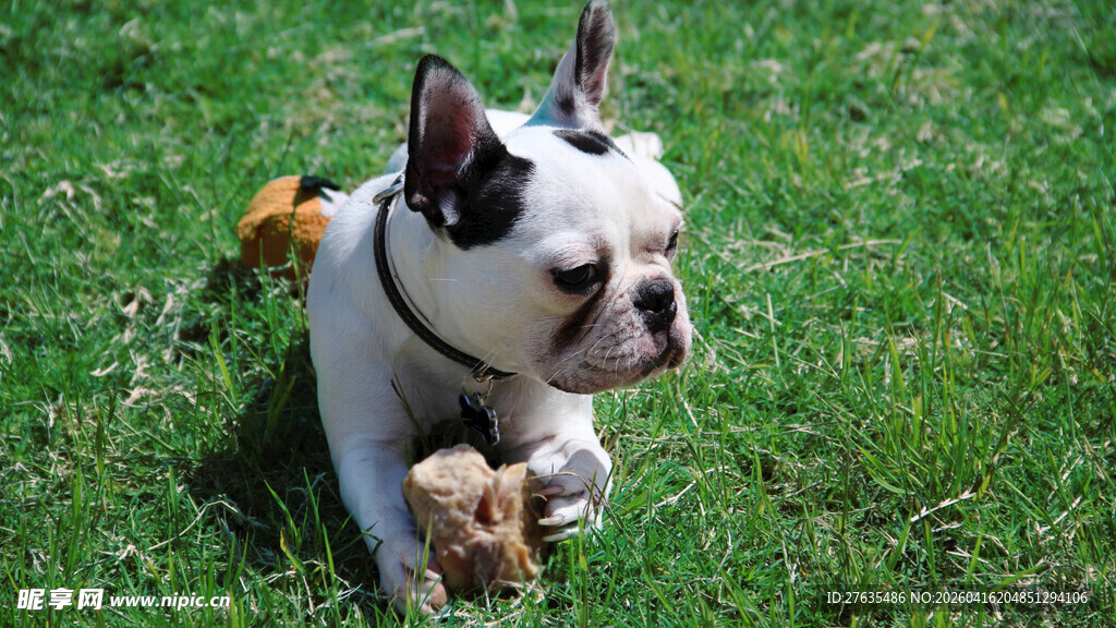 草地上玩耍的法国斗牛犬