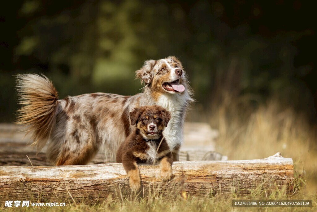 两只可爱狗狗趴卧在木头上