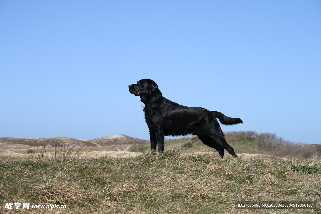 黑犬立于草地眺望远方