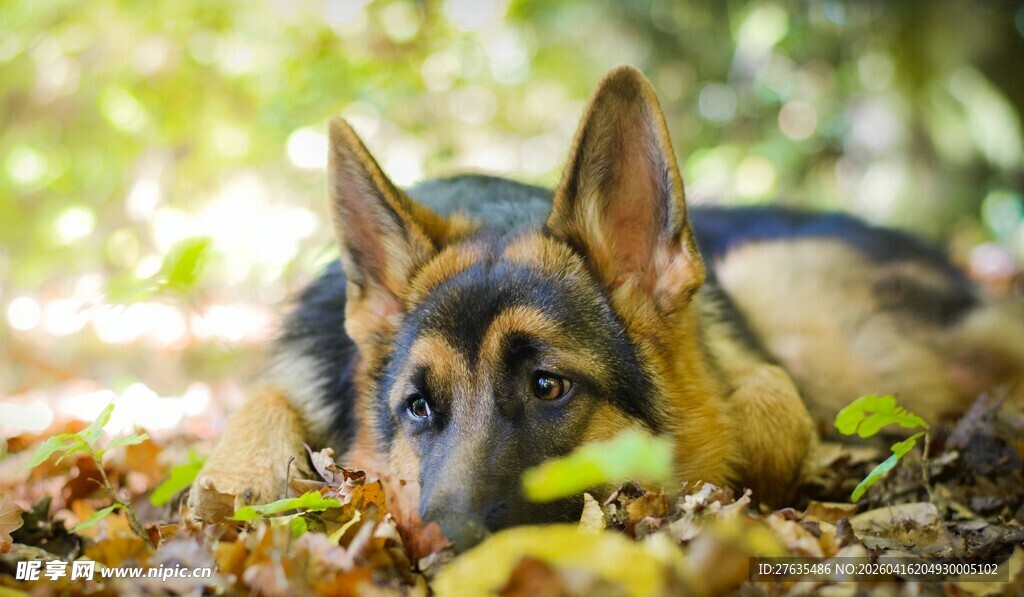 趴卧落叶中的德国牧羊犬
