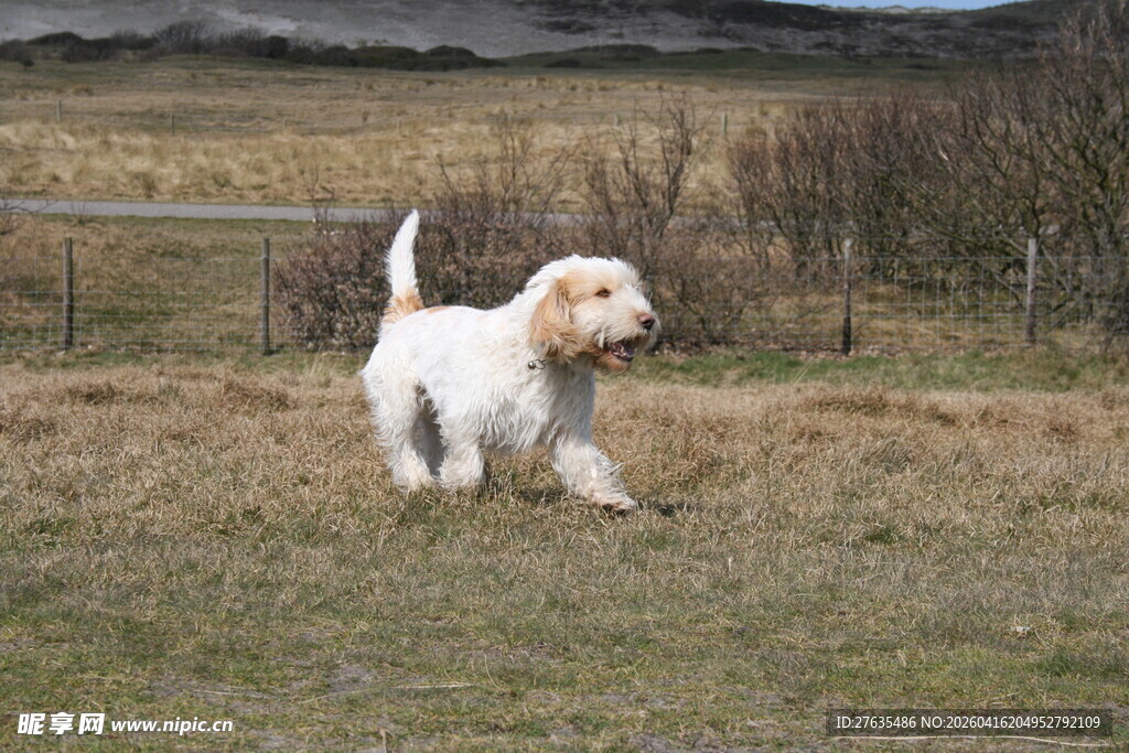 田野中奔跑的可爱小狗