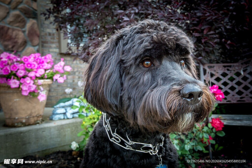 可爱卷毛犬置身花丛中
