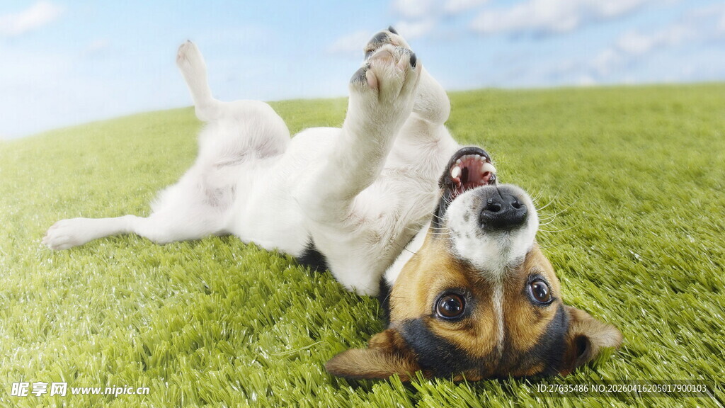 狗狗草地玩耍超欢乐