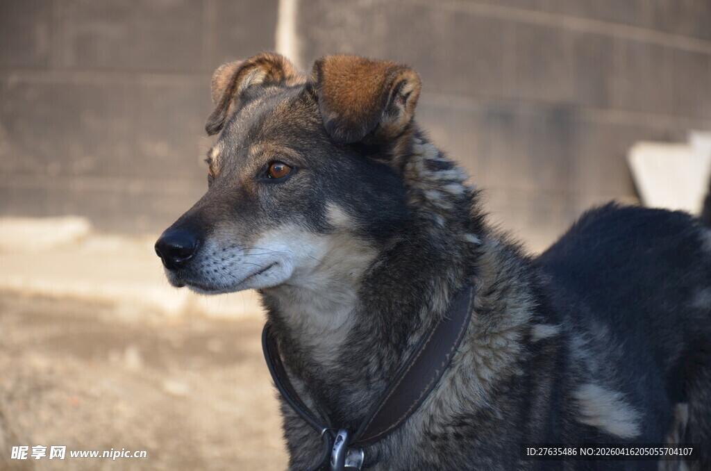 户外站立的帅气黑毛犬