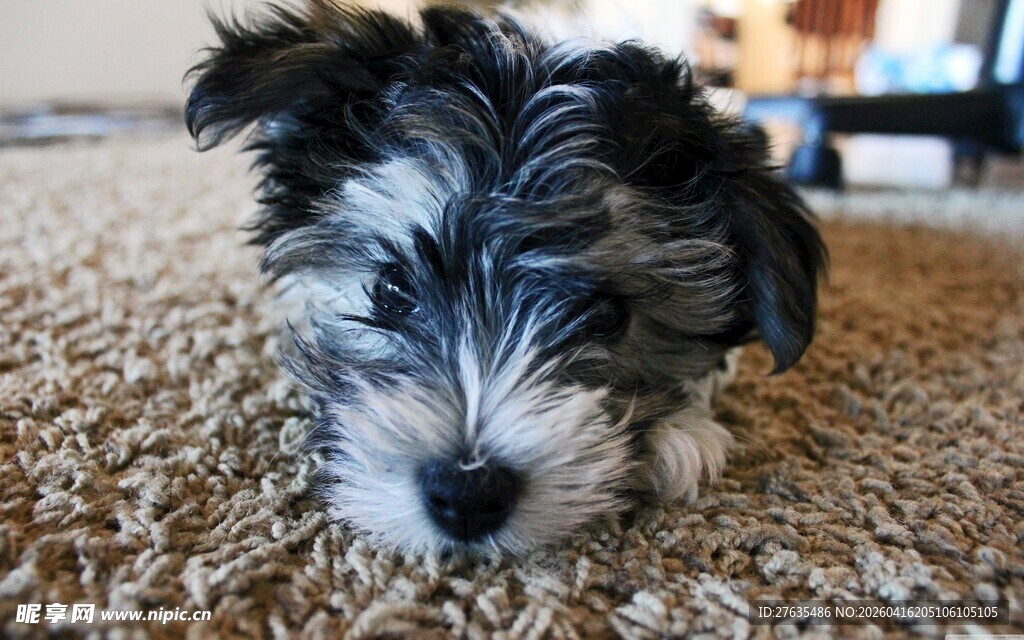 可爱雪纳瑞幼犬趴地毯上
