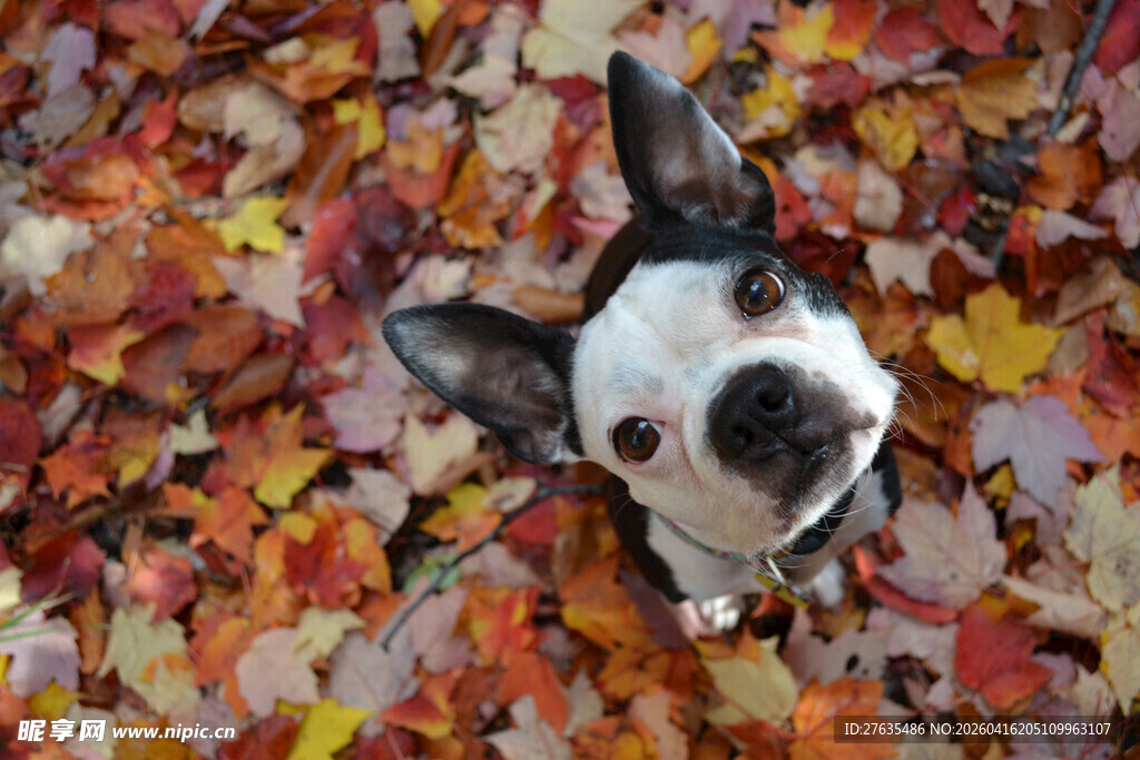 秋景中仰头的可爱小狗