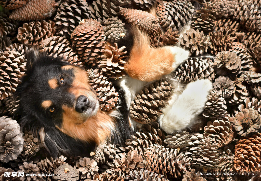 萌宠在松果堆中玩耍