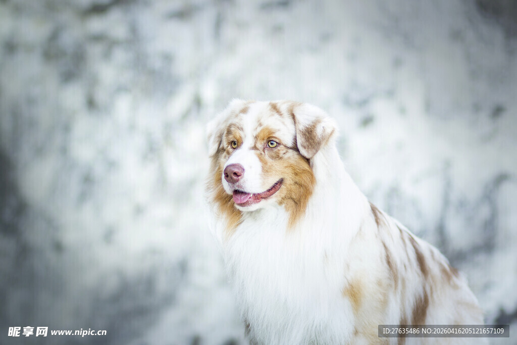 可爱三色澳大利亚牧羊犬