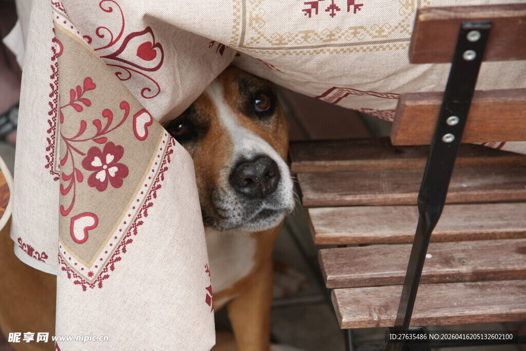狗狗躲在布后露出脑袋