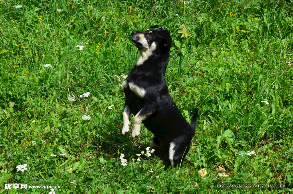 黑犬草地站立望天空