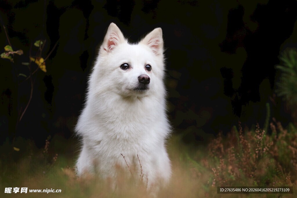 可爱白犬坐于草地