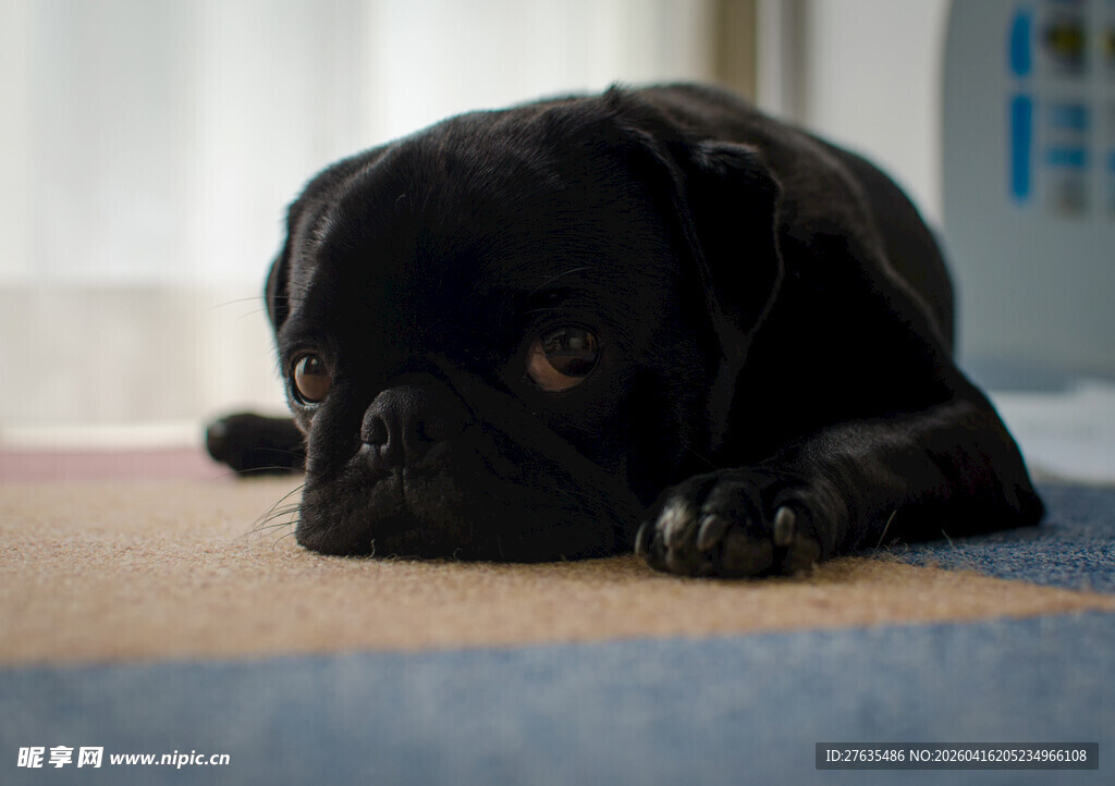 趴着的黑色小巴哥犬