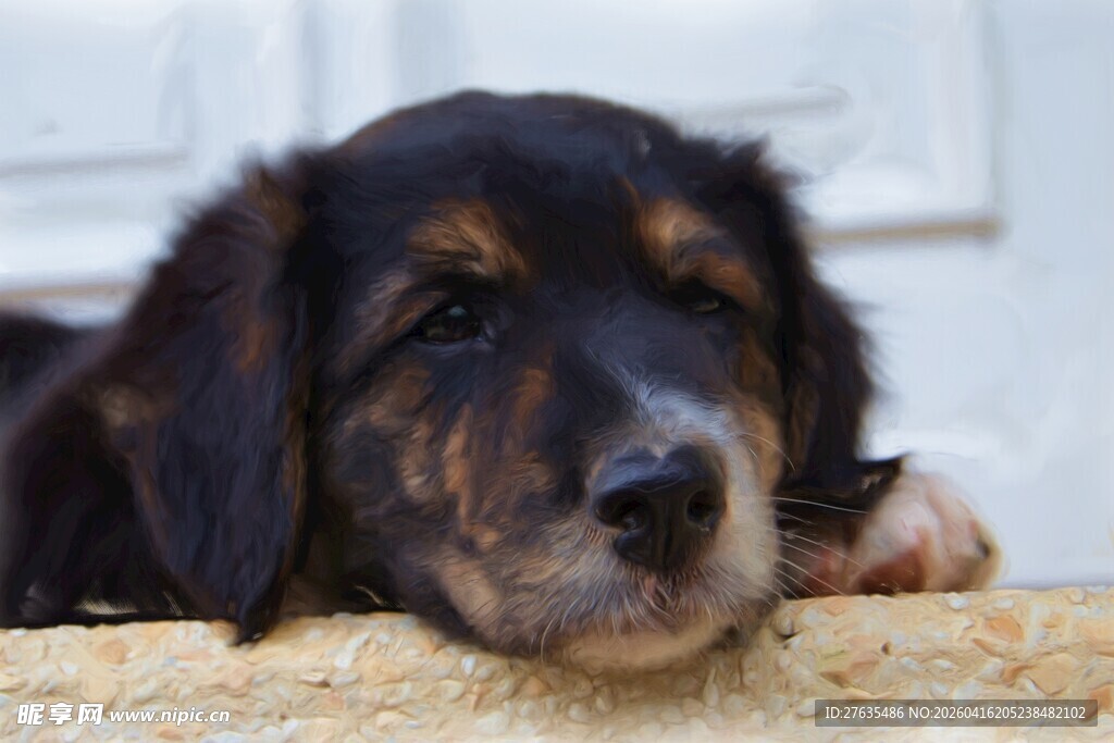 趴着的可爱小狗