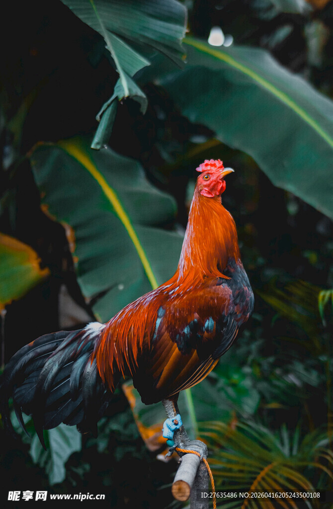 色彩艳丽的公鸡站立绿植间