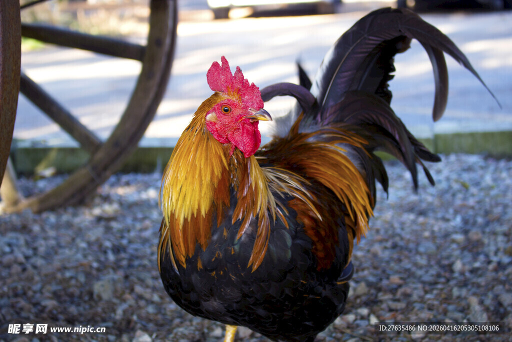 昂首挺立的美丽大公鸡