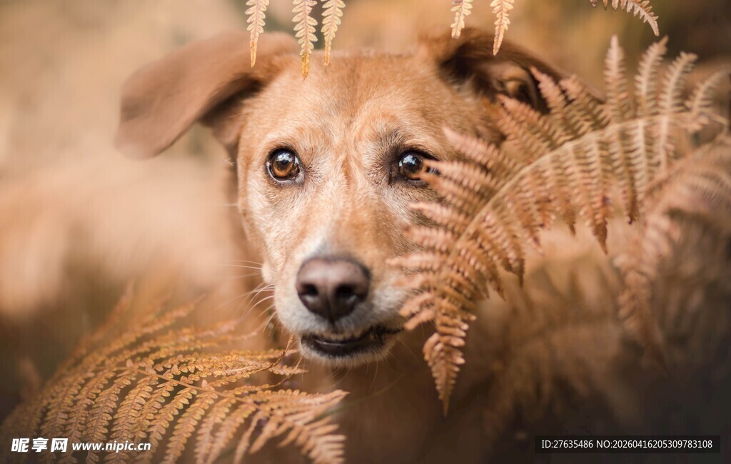 田野中的棕色小狗