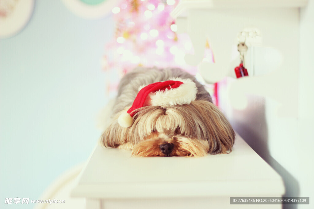 戴圣诞帽的可爱小狗狗
