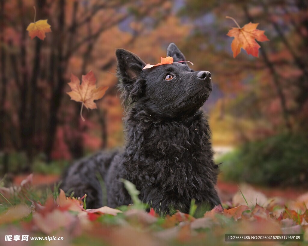 秋景中黑狗仰头望落叶