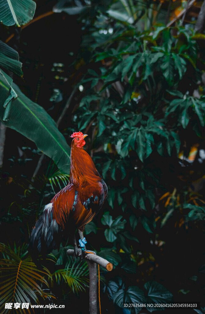 丛林中的艳丽公鸡
