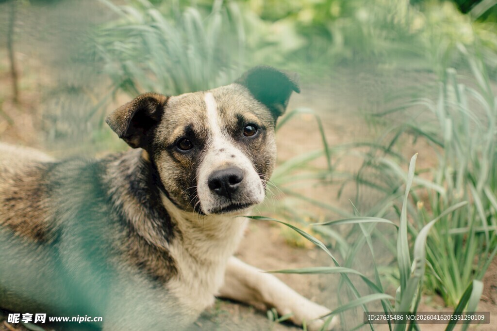 田园中的可爱狗狗