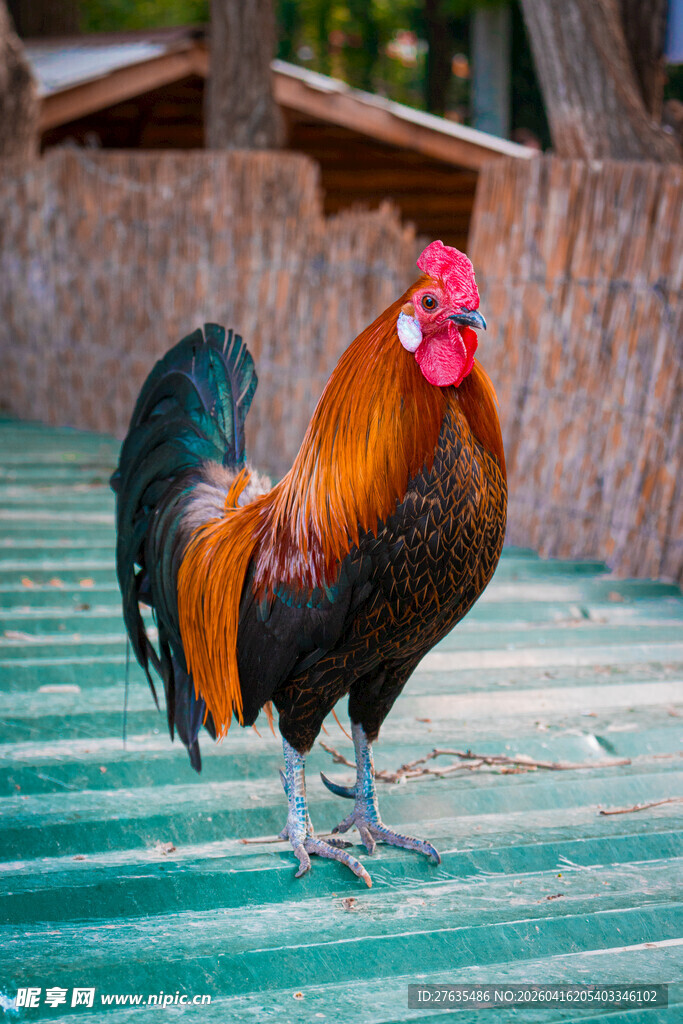庭院中站立的多彩公鸡