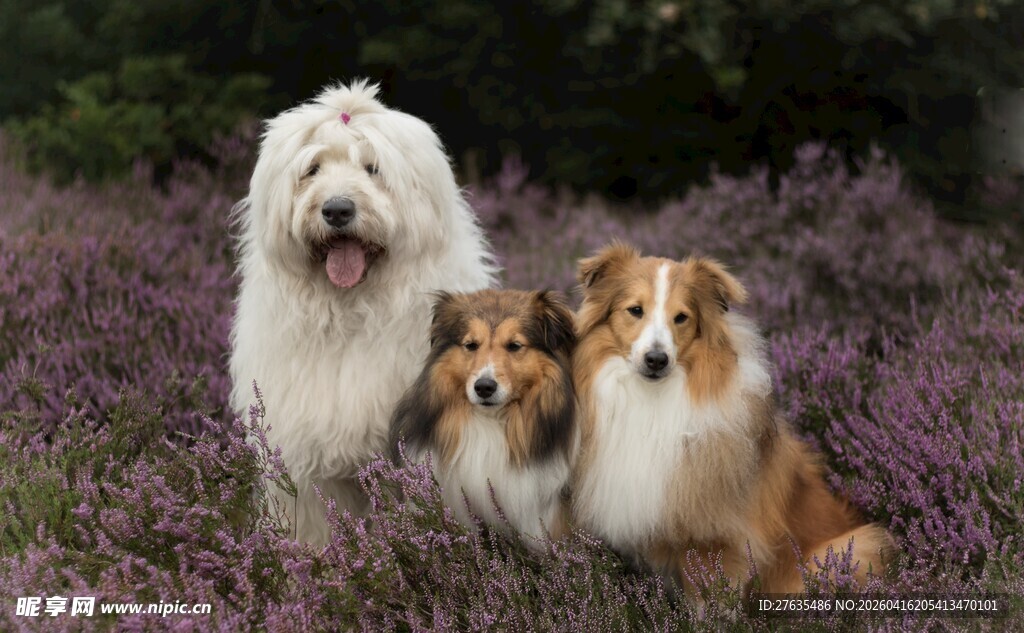 花丛中的三只可爱狗狗